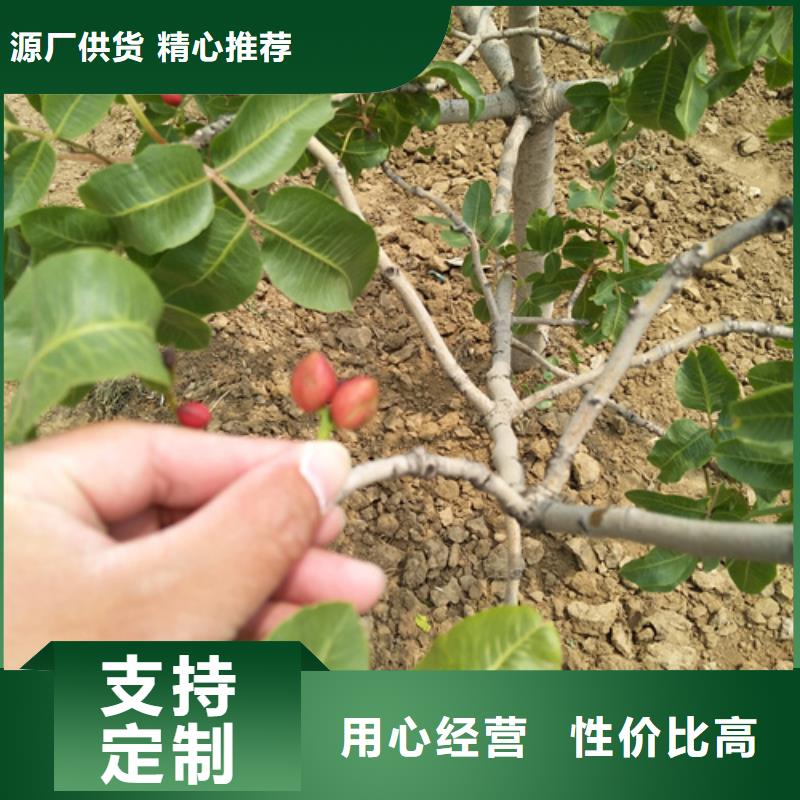 開心果桃樹苗定制零售批發