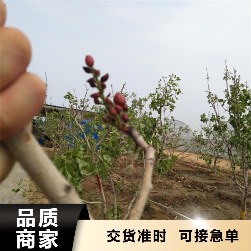 开心果樱桃苗工厂采购