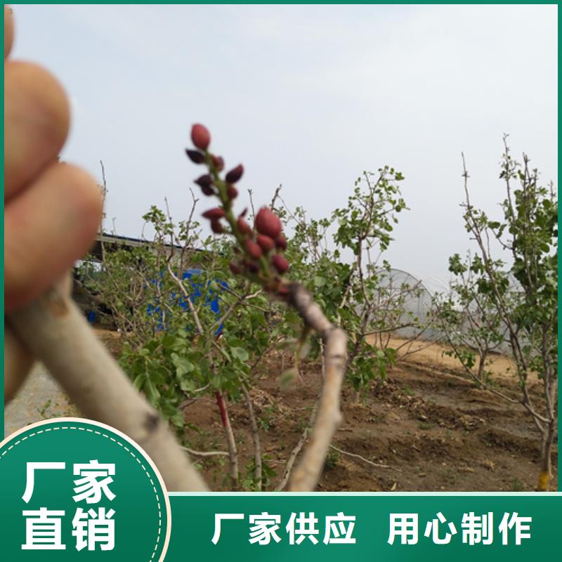 【開心果】,梨樹苗多年實力廠家