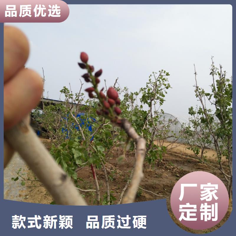 開心果櫻桃苗的簡單介紹