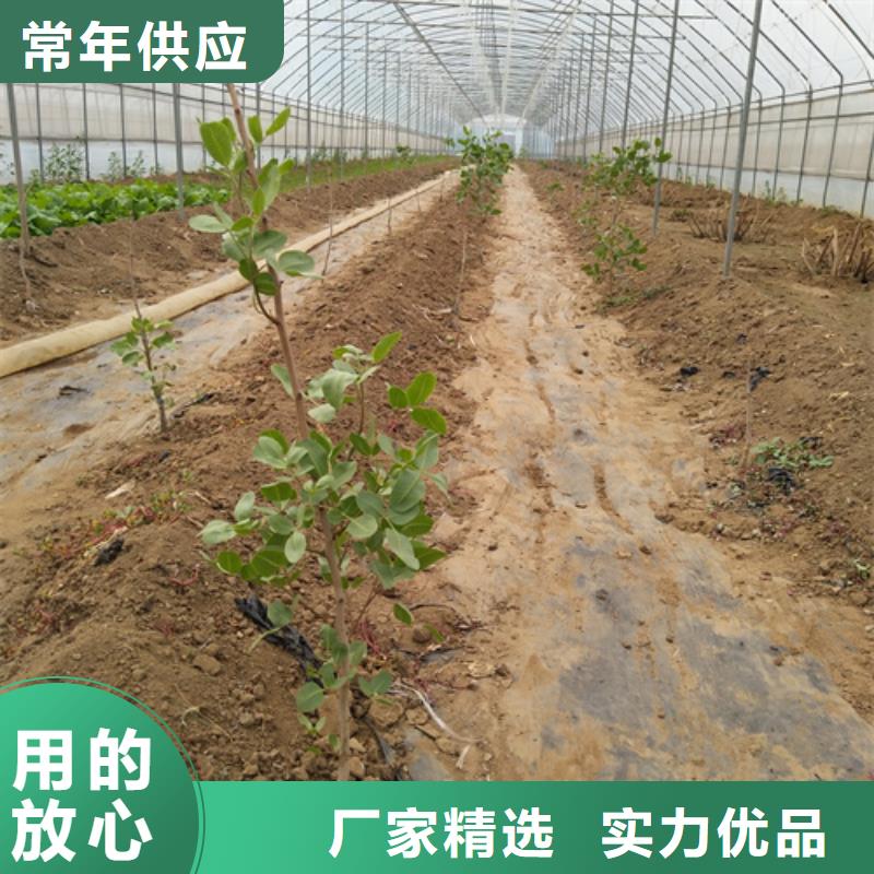 开心果苹果苗真材实料