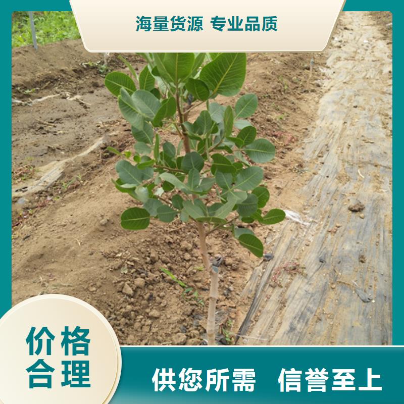 【開心果-草莓苗源頭工廠】