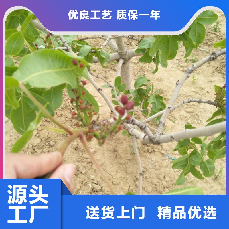 开心果苹果苗随心所欲定制