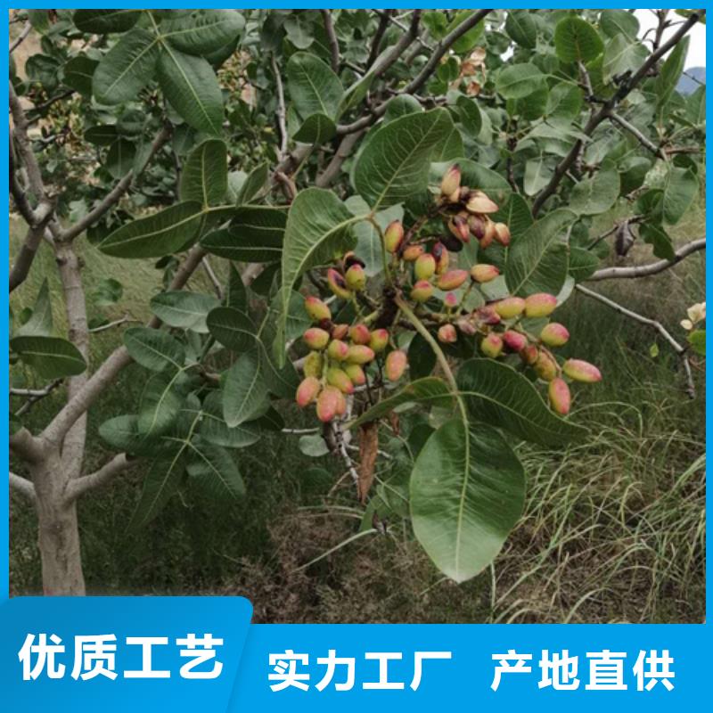 【開心果】無花果苗質(zhì)量優(yōu)價格低