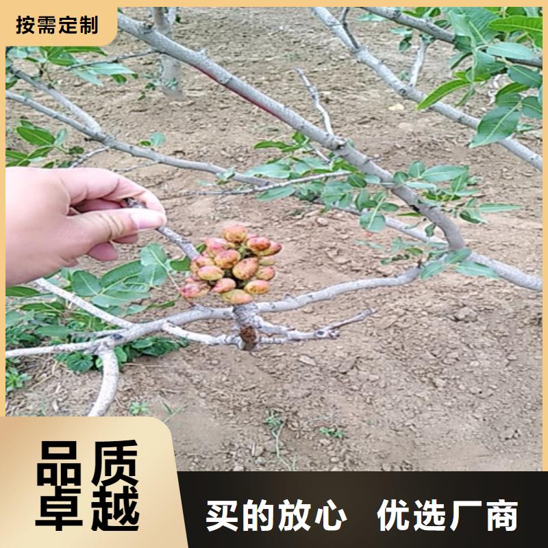 開心果_蘋果苗型號齊全