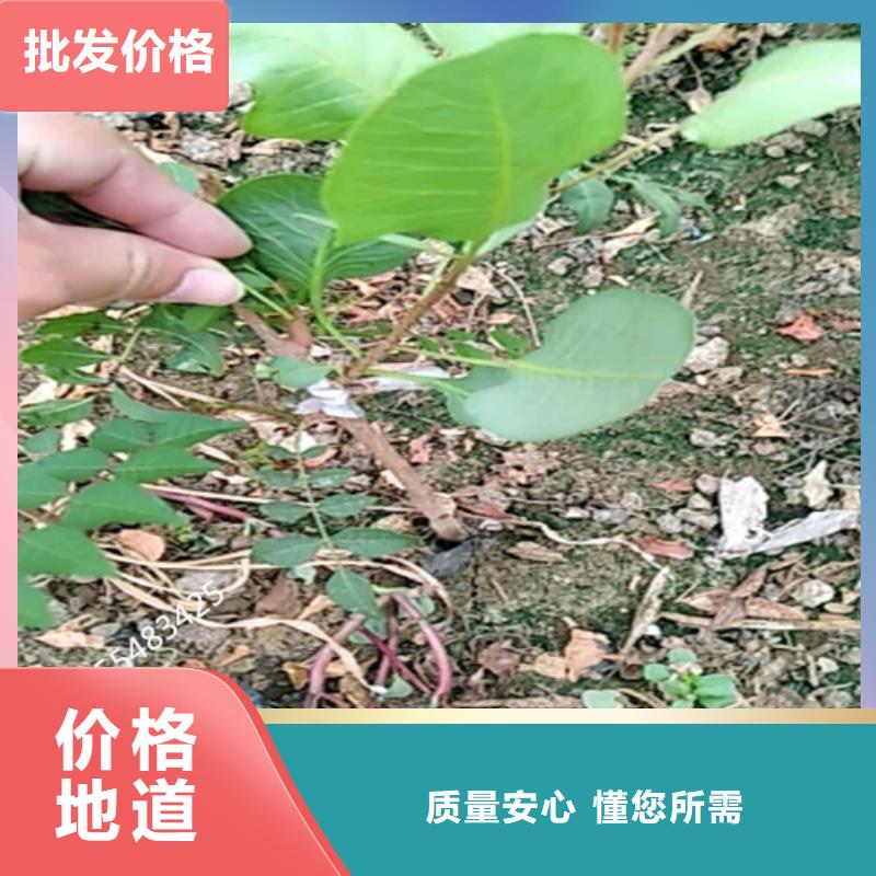 开心果樱桃苗源头直供