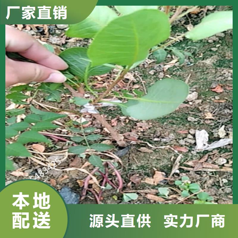 开心果苹果苗真材实料