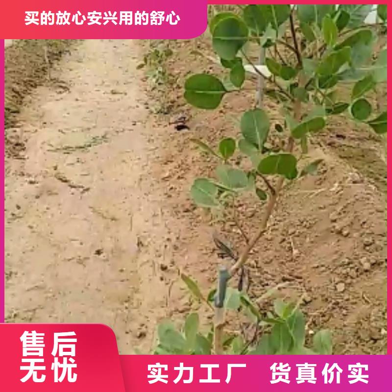 【开心果】,苹果苗自有厂家