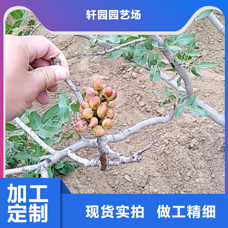 开心果葡萄苗诚信经营现货现发