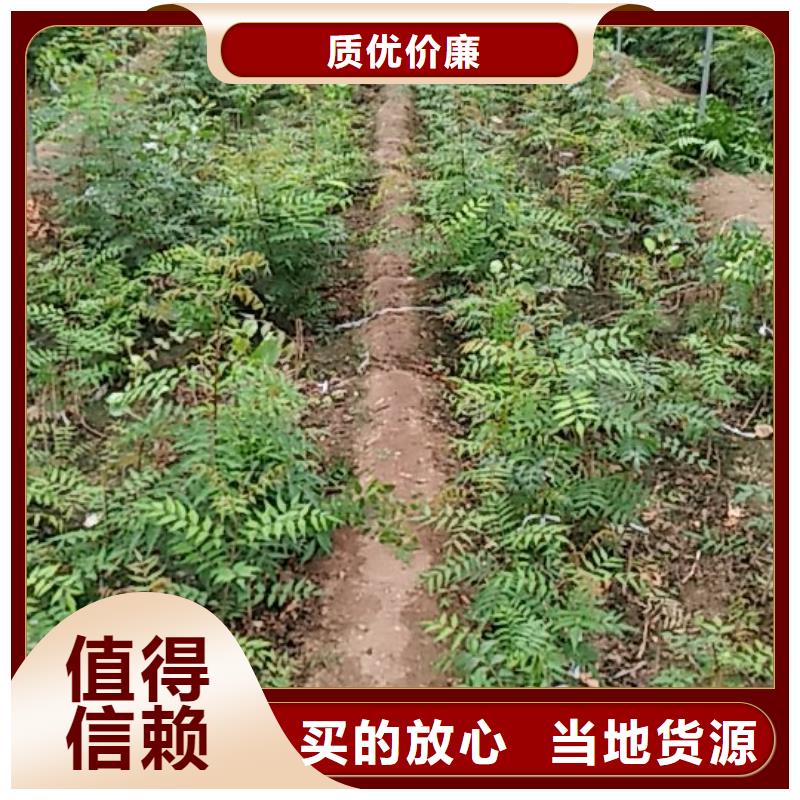 開心果櫻桃苗專業生產制造廠