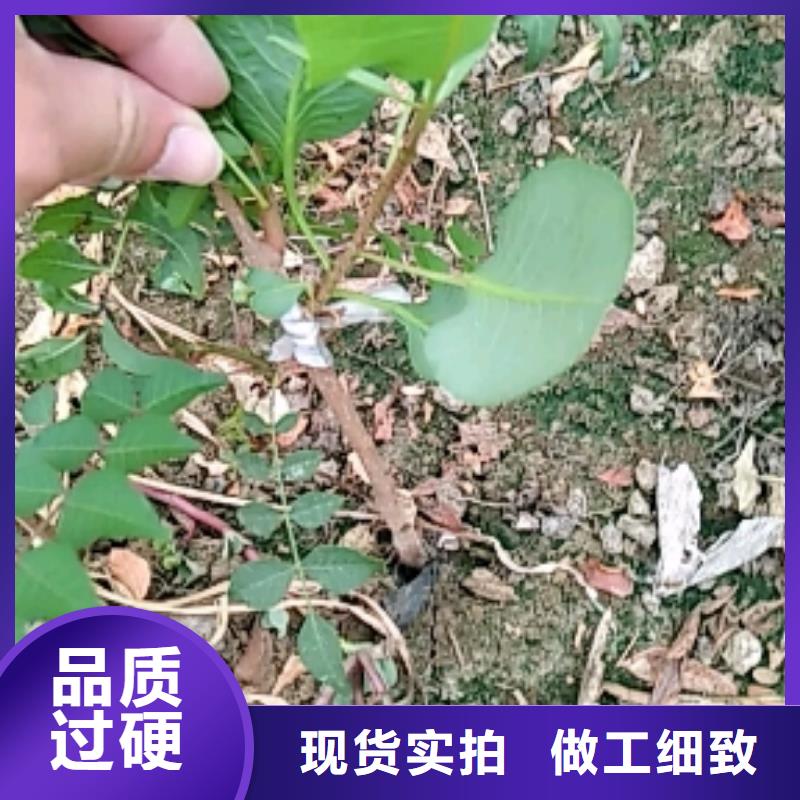 【开心果】,苹果苗自有厂家