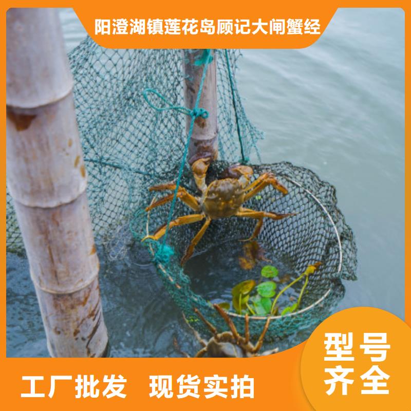 巴城阳澄湖大闸蟹哪家正宗