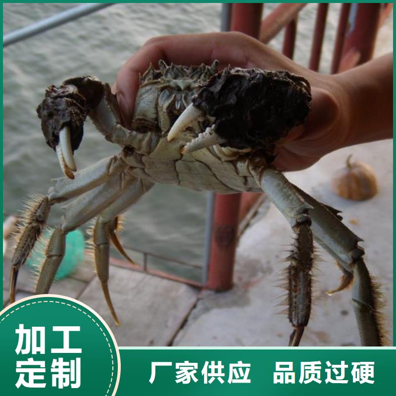 阳澄湖镇莲花岛顾记大闸蟹经营部阳澄湖大闸蟹合作案例多