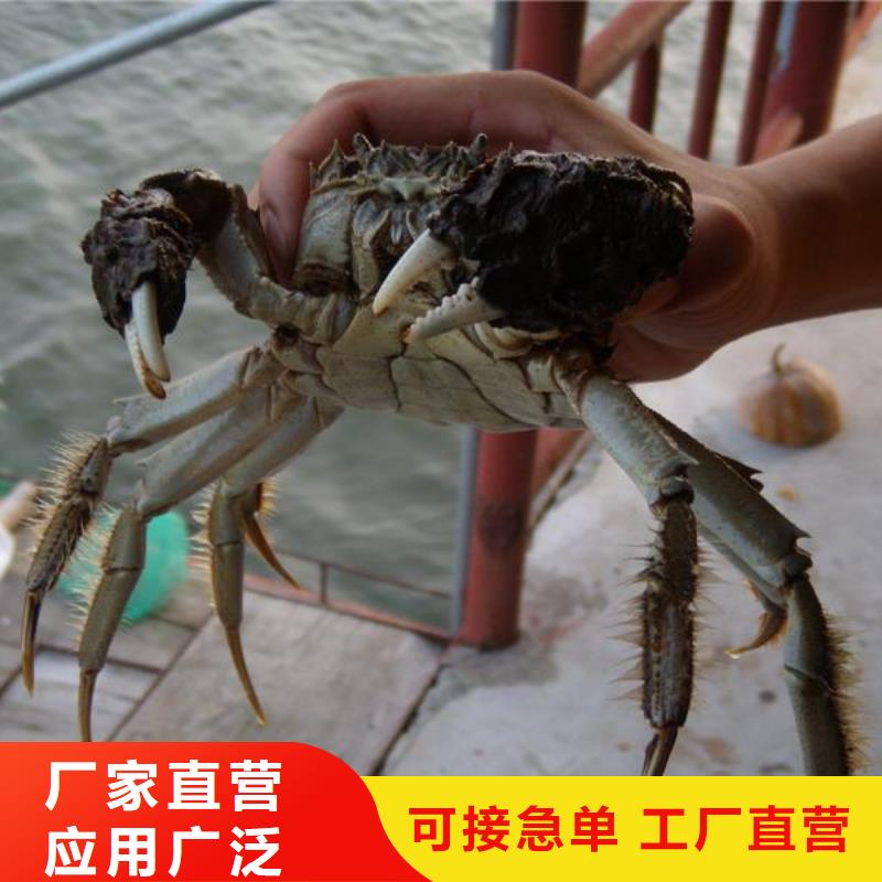 江苏阳澄湖大闸蟹哪家正宗