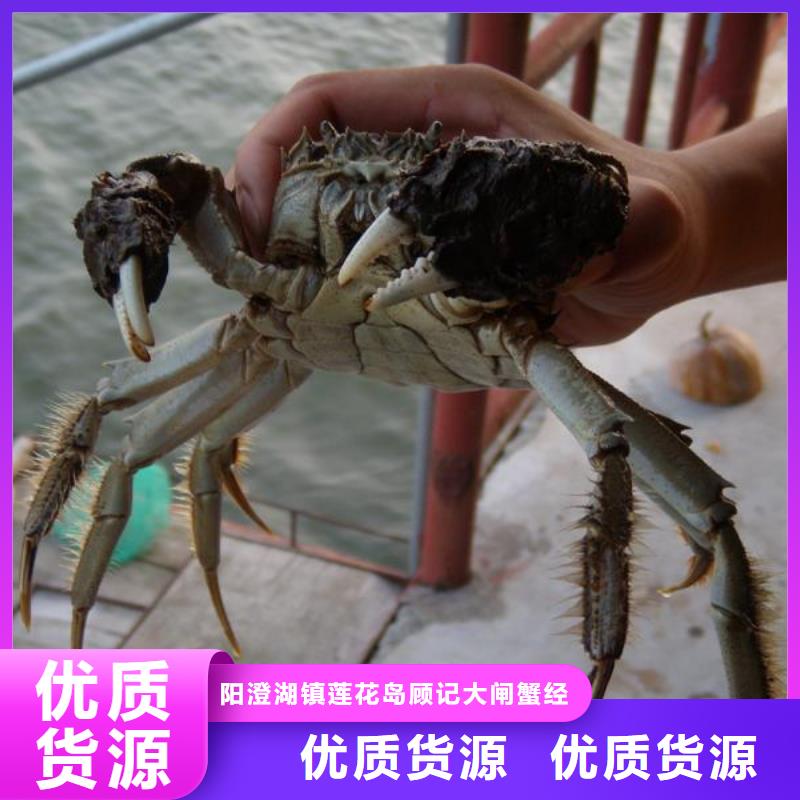 南方大螃蟹价格