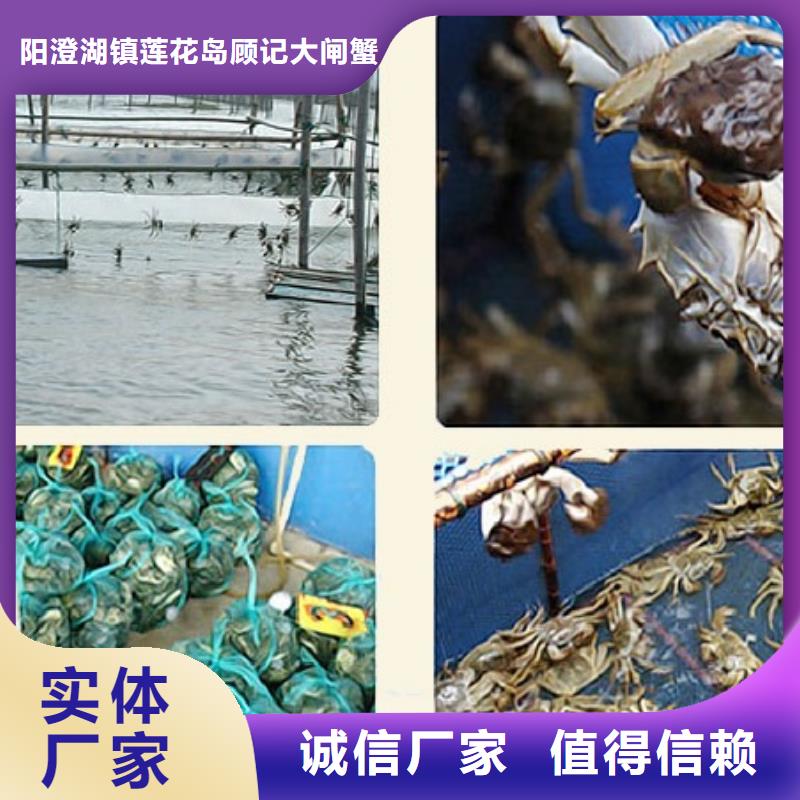 鲜活阳澄湖螃蟹养殖基地联系方式