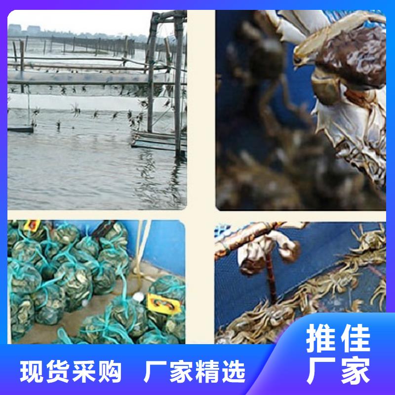 正宗阳澄湖大闸蟹阳澄湖原产地