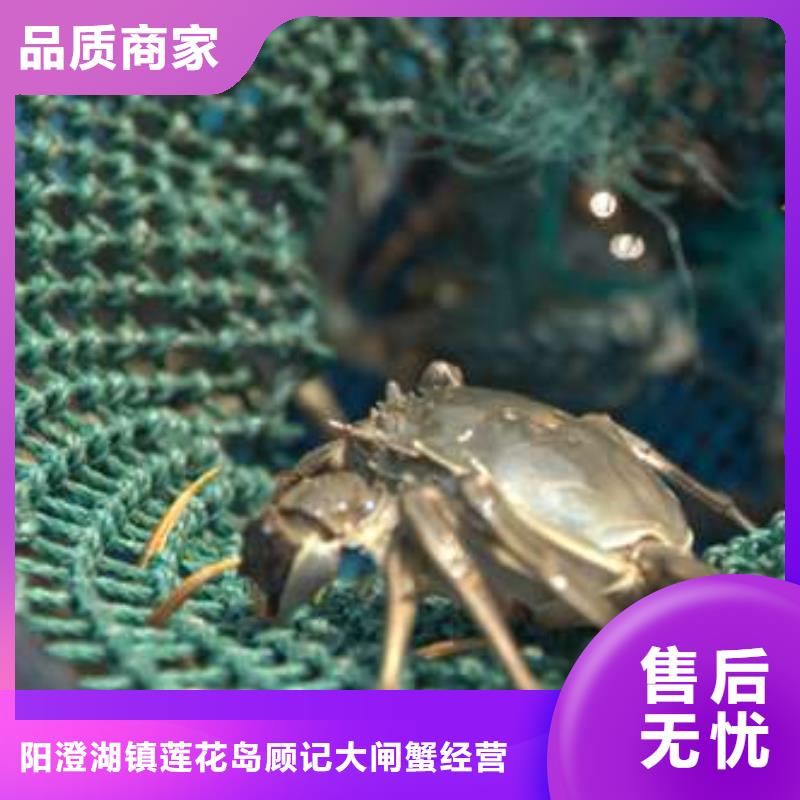 阳澄湖大闸蟹厂家-交期短