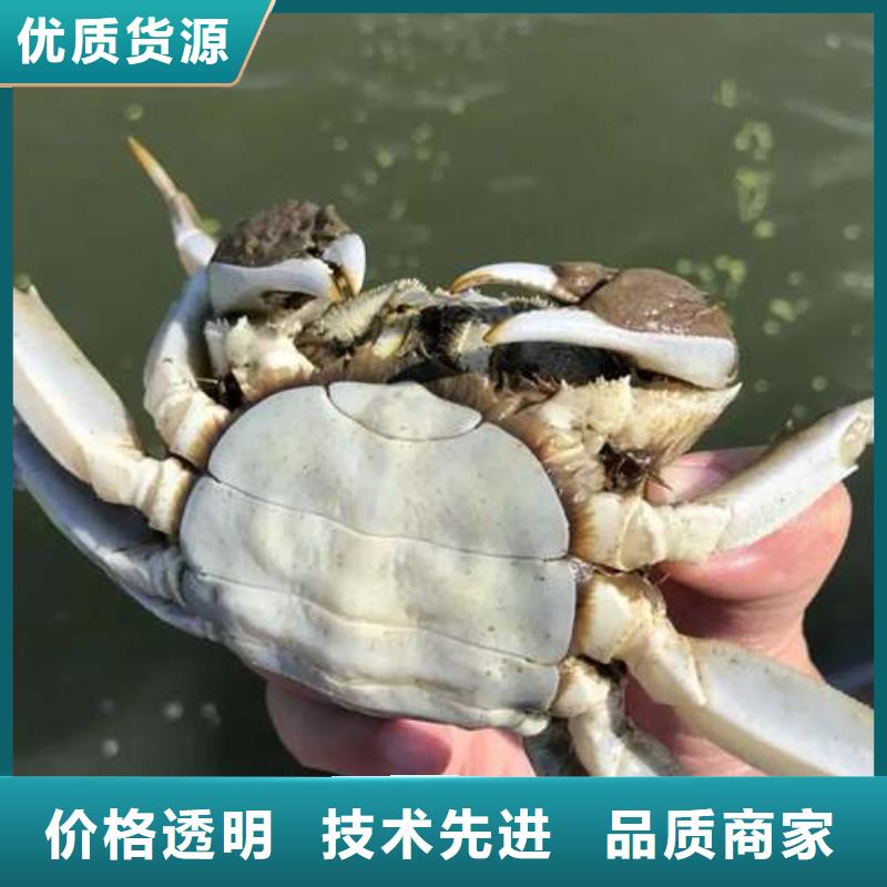 汕尾市紅膏大閘蟹養殖基地聯系電話