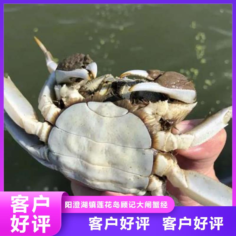 陽澄湖大閘蟹實體廠家