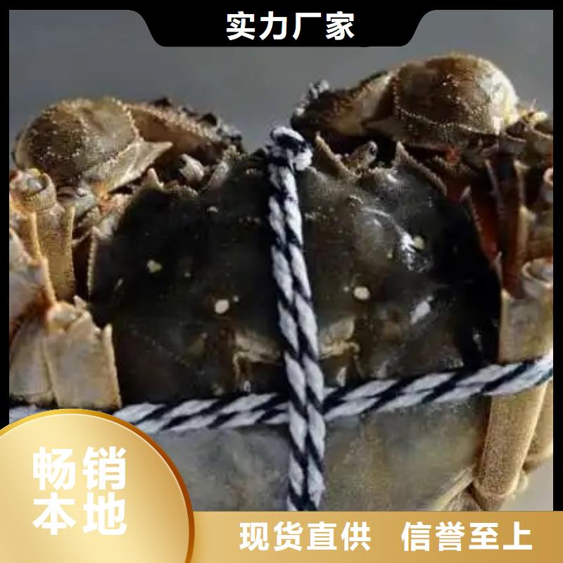 質量可靠的陽澄湖大閘蟹基地