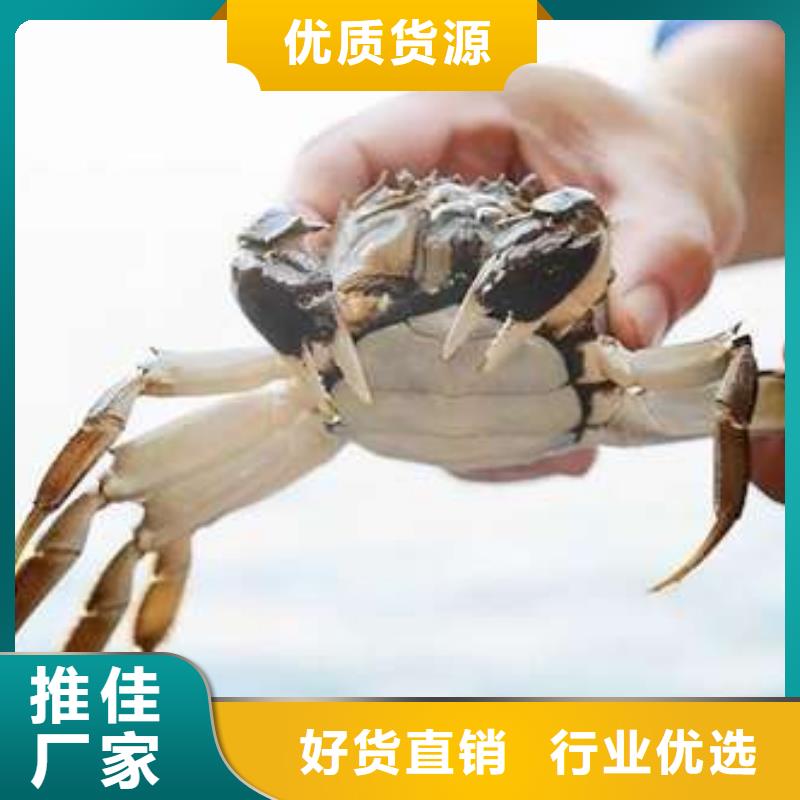 有現(xiàn)貨的陽澄湖大閘蟹廠家