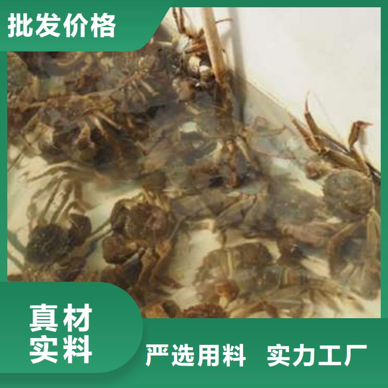 專業廠家直銷陽澄湖大閘蟹