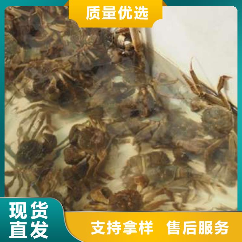 陽澄湖大閘蟹廠家量身定制