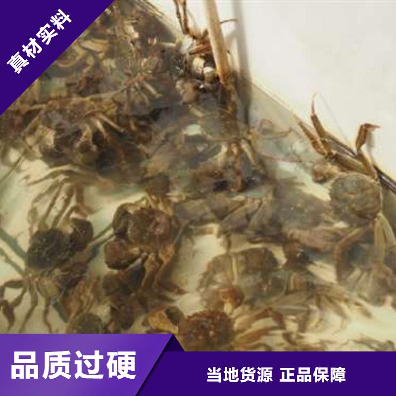 陽澄湖大閘蟹實體廠家