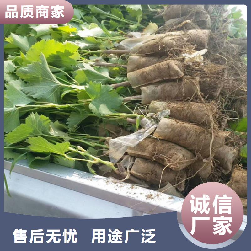 甜蜜藍寶石葡萄苗基地批發