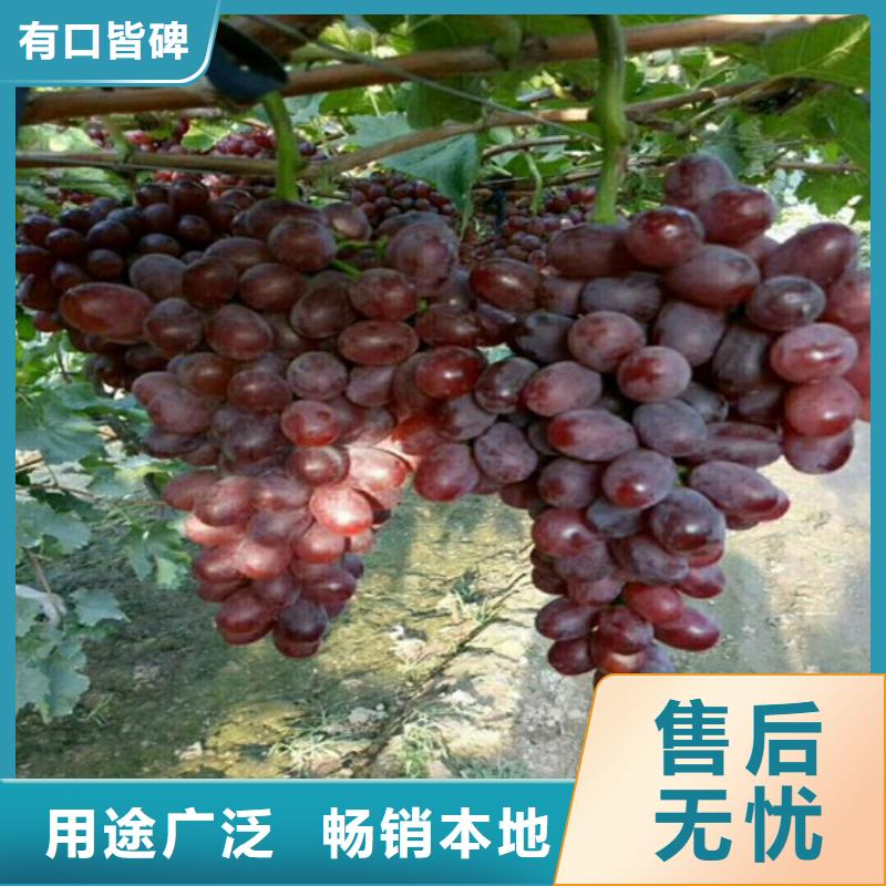 红提葡萄苗品种齐全
