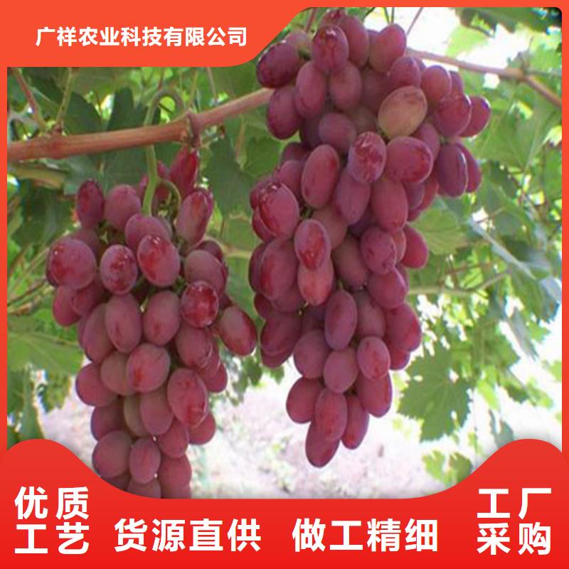 红提葡萄苗品种齐全