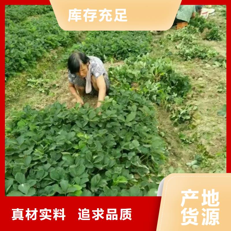 【草莓苗黑珍珠草莓苗精挑细选好货】