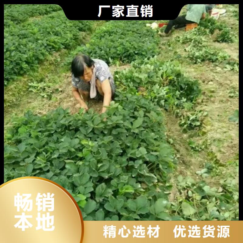 草莓苗【果樹苗】標準工藝