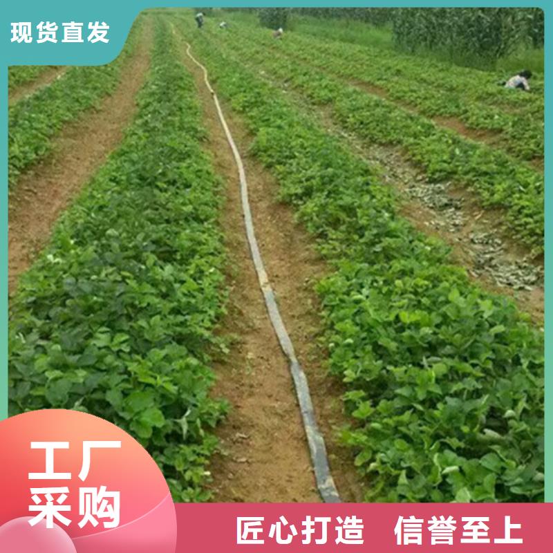 【草莓苗大棚草莓苗適用范圍廣】