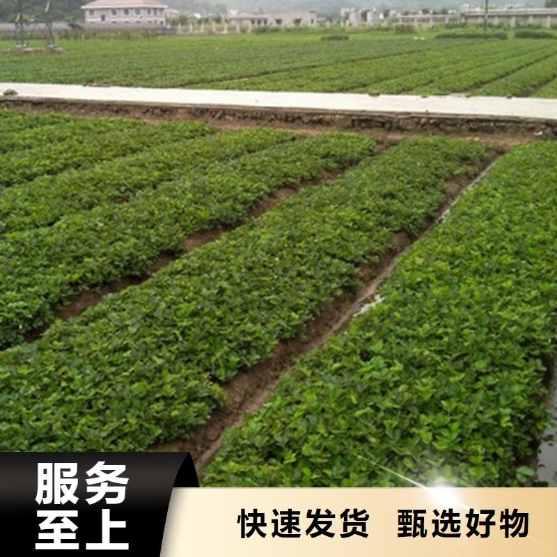 【草莓苗黃寶石梨樹苗工藝成熟】