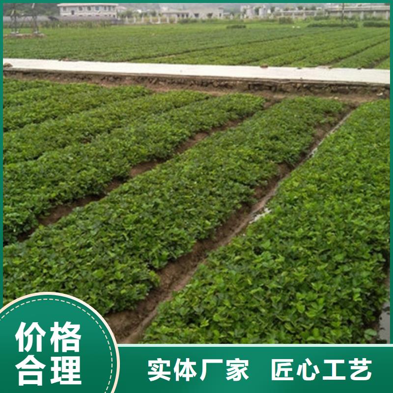 草莓苗果樹苗型號齊全