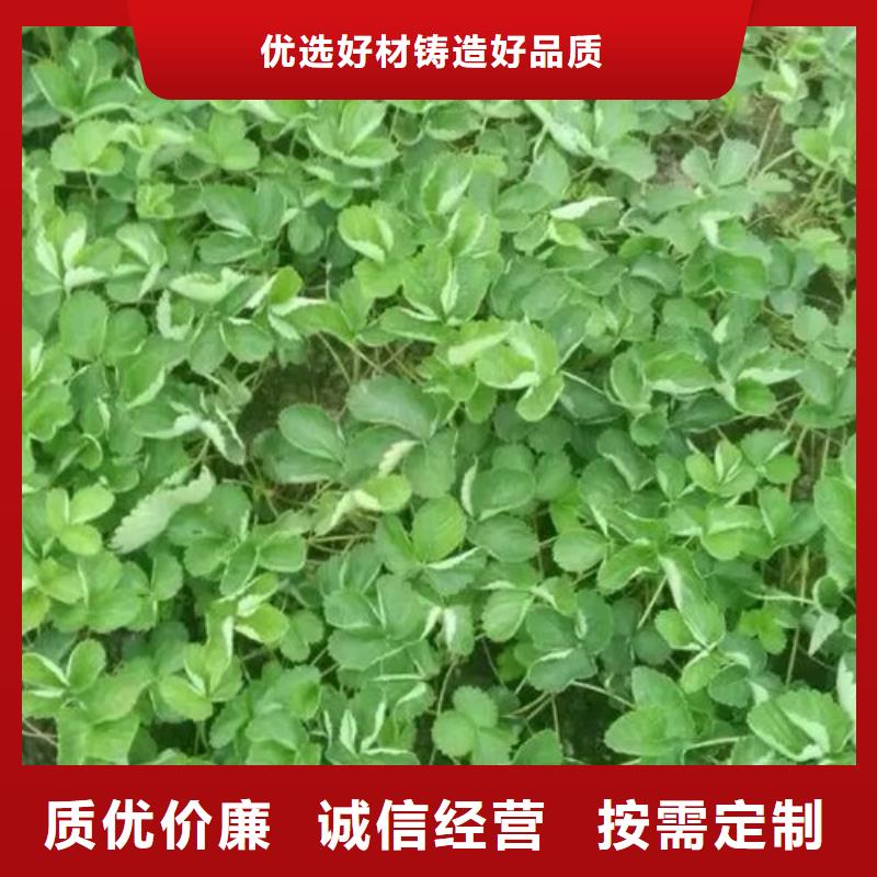 白果草莓苗批发价格