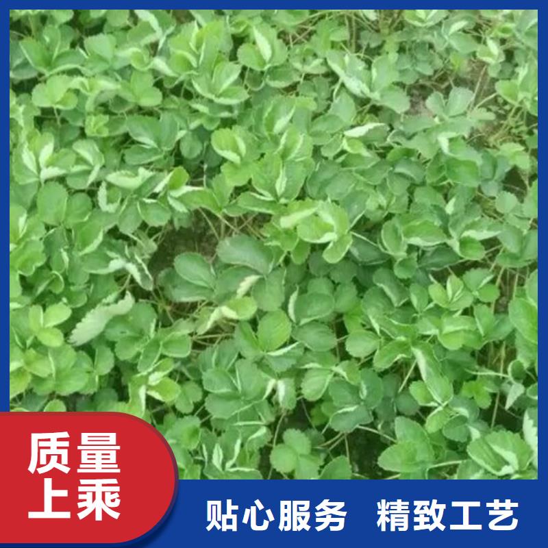 【草莓苗】大棚草莓苗專業生產N年