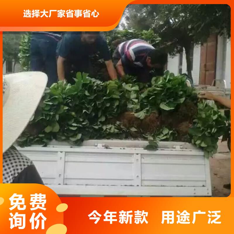 草莓苗_葡萄苗把实惠留给您