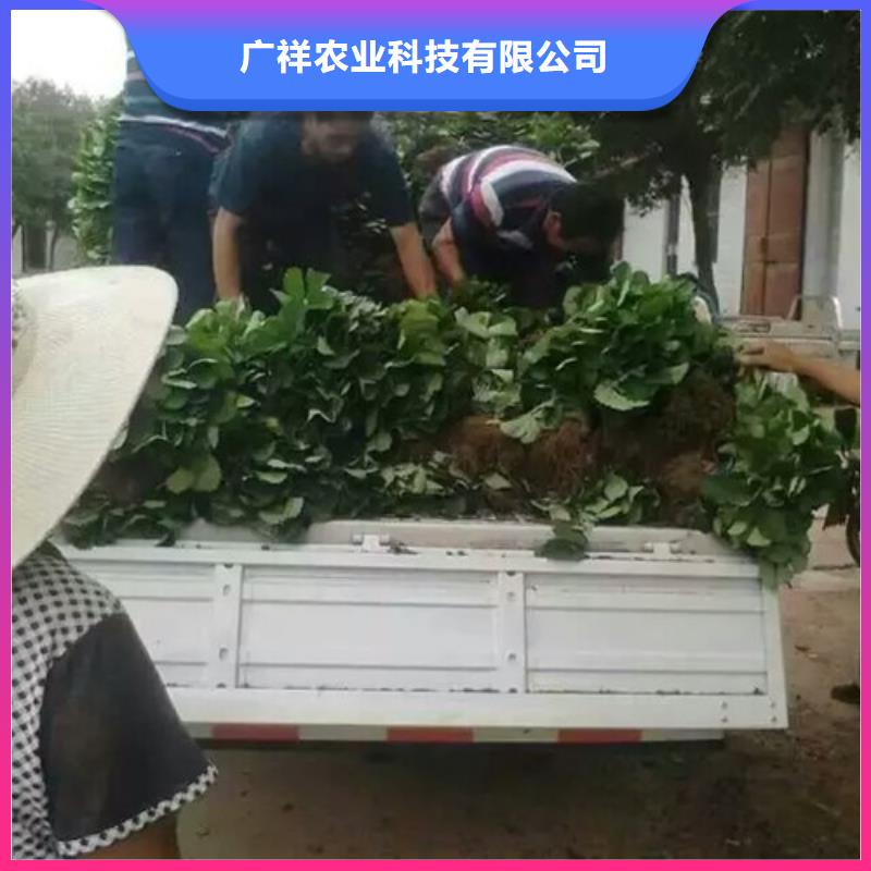 【草莓苗】-黄金苹果树苗基地量大更优惠