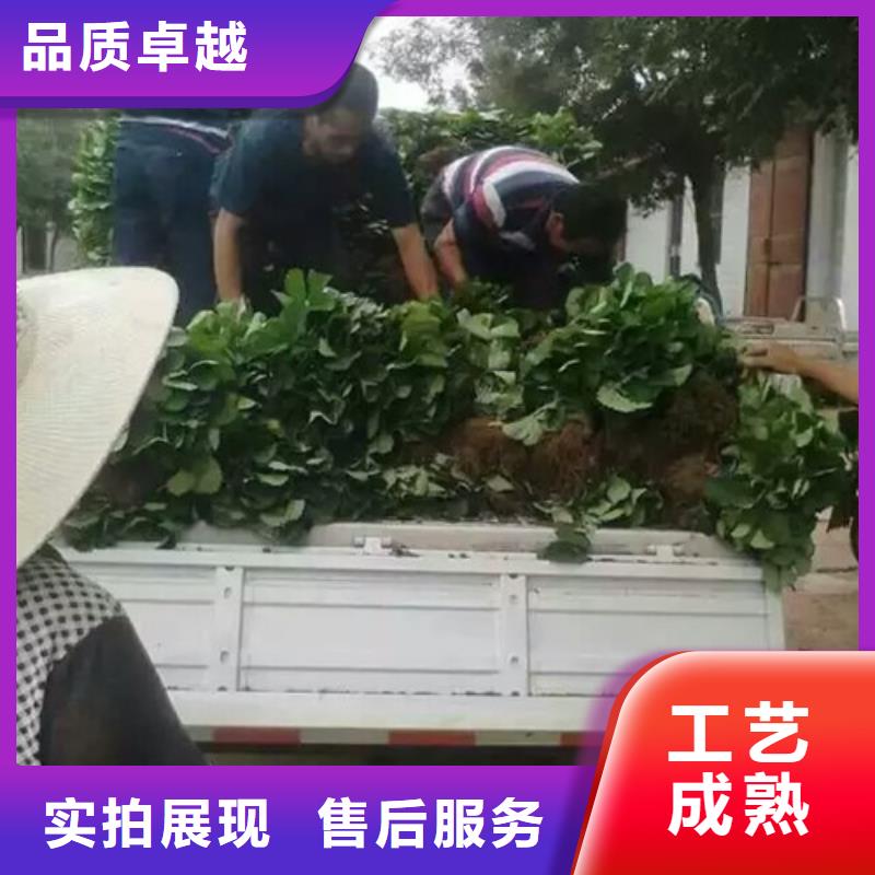 草莓苗_果树苗厂家直营