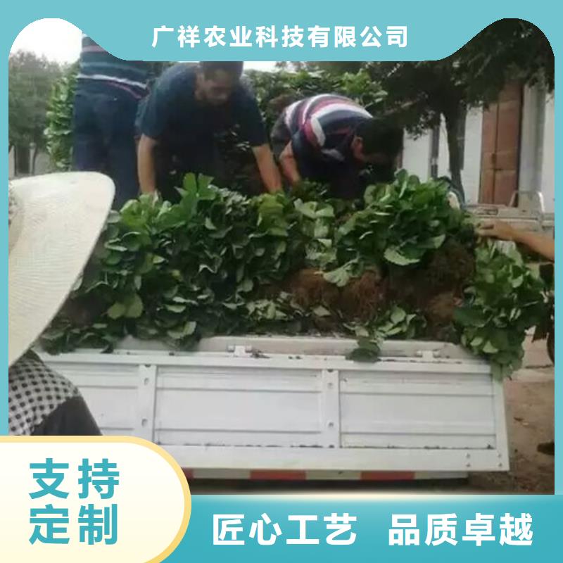 草莓苗果樹苗保質保量