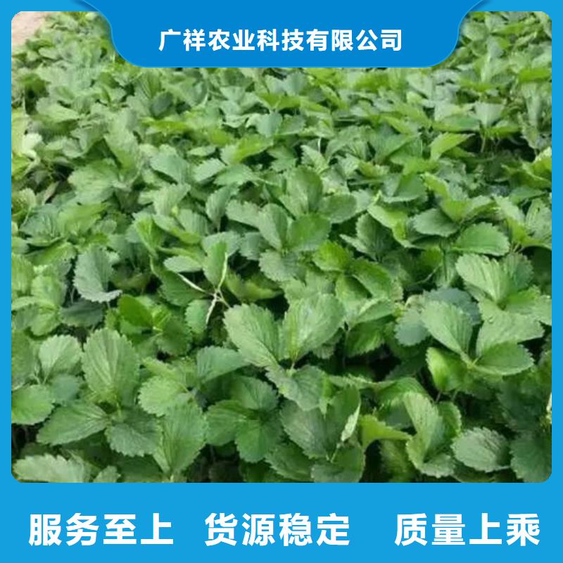 【草莓苗】草莓苗價(jià)格工廠直供