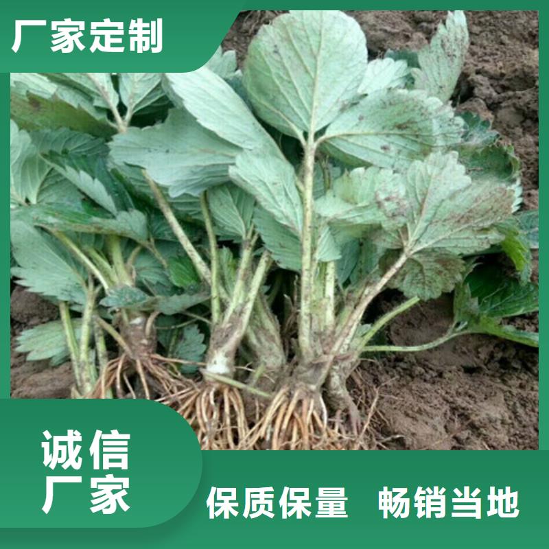 草莓苗【无籽葡萄树苗】用途广泛