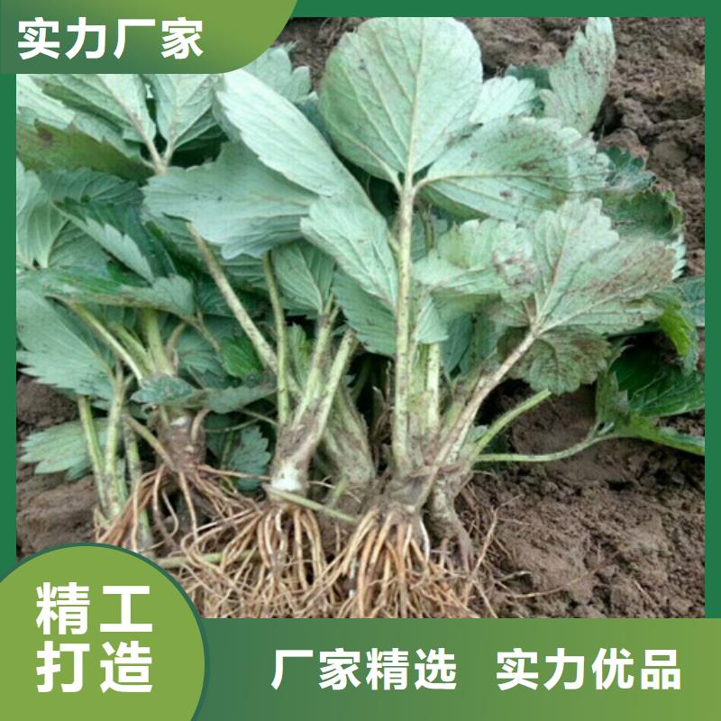 【草莓苗_果树苗批发基地市场行情】