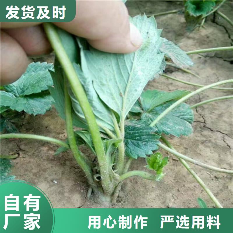 草莓苗推薦廠商