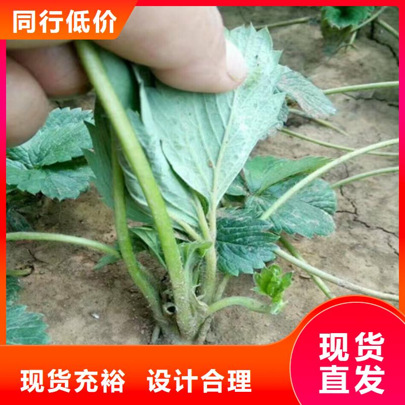 草莓苗果樹苗行業(yè)優(yōu)選