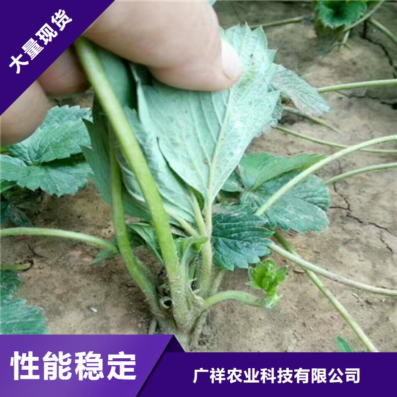 草莓苗桃樹苗基地工藝精細(xì)質(zhì)保長久