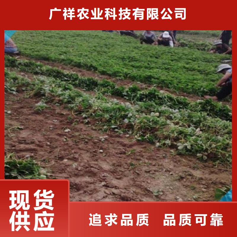 草莓苗果树苗批发基地随心所欲定制